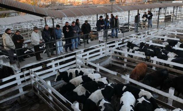 La medida de ATE amenaza la actividad en algunas áreas clave del Senasa, como en el Mercado de Hacienda de Liniers.