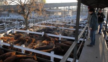 Mensual de hacienda: la demanda tuvo cantidad y calidad