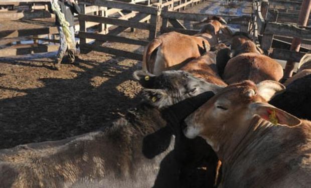 La semana cerró con más de 10 mil cabezas en Liniers.