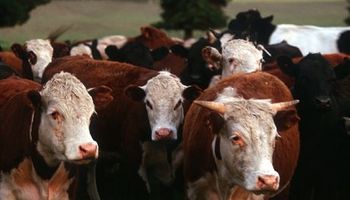 Mercado de Liniers: subas para vacas y toros