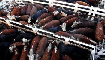 La demanda adoptó una posición compradora en lotes de calidad