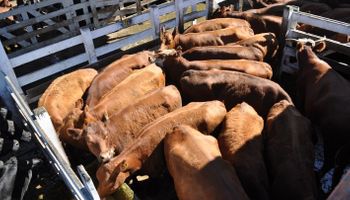 Las lluvias ocasionaron ofertas reducidas en los mercados ganaderos