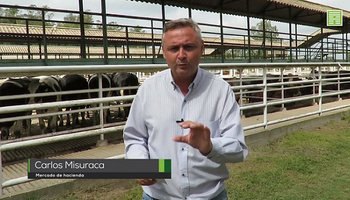 Liniers: mercado selectivo para la hacienda liviana y valores sostenidos para las vacas de exportación