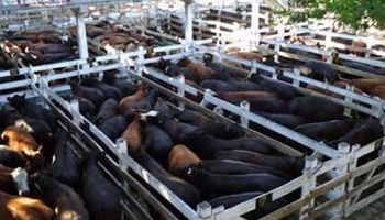La vaca mantuvo un sostenido interés en Liniers