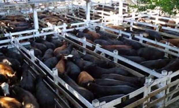 La demanda exportadora compite por los conjuntos de vacas