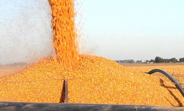 En el mercado de granos local mejoró la oferta por el maìz 2020/21