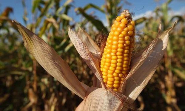 ¿China se convierte en un gran importador de maíz? Es lo que se pregunta el mercado
