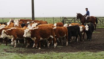 Zafra de terneros 2020: los precios en medio de la demanda de feedloteros