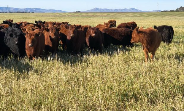 Zafra de terneros: referentes del mercado ganadero repasan los precios luego de un gran remate