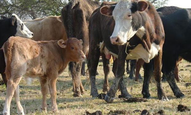 Se recupera el stock ganadero en Santa Fe