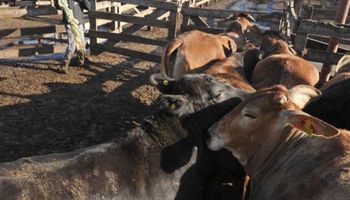 La escasa oferta no permitió el desarrollo de la actividad en Liniers