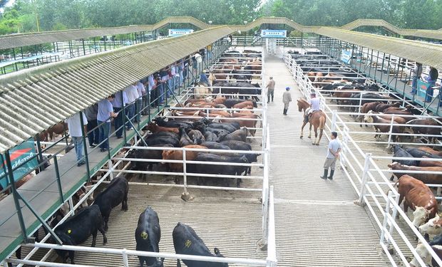 El acumulado de la semana fue de 22.674 animales contra 23.749 de la anterior.