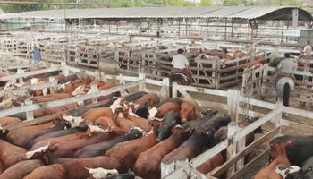 Liniers: la vaca de exportación perdió terreno y cayó 20 pesos en dos jornadas