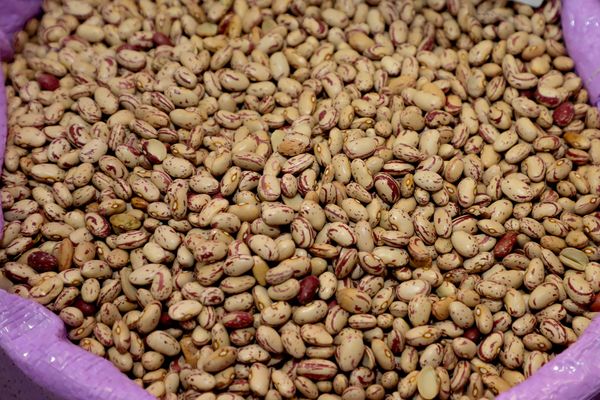 Indicador feijao carioca