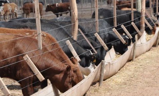 Feedlots, en marcha para exportar con arancel cero