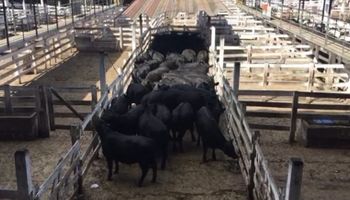 Liniers: la demanda fue selectiva y la vaca retrocedió hasta 10 pesos