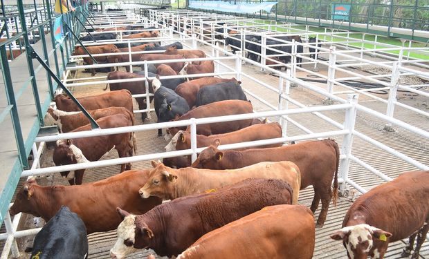 En Liniers, Las cinco ruedas de negocios acumularon 25.507 vacunos