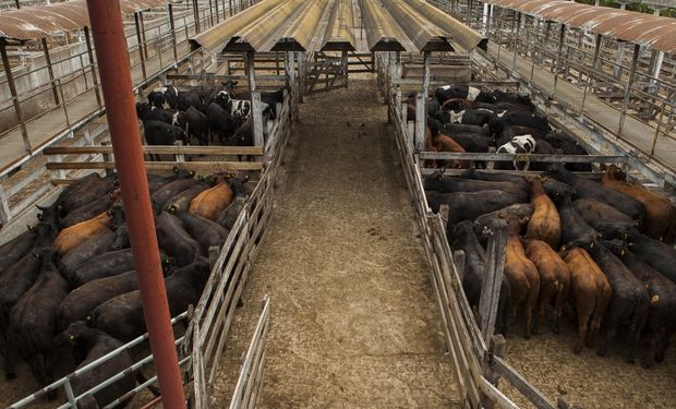 Mercado de Liniers: las lluvias marcaron el ritmo de negocios a lo largo de la semana