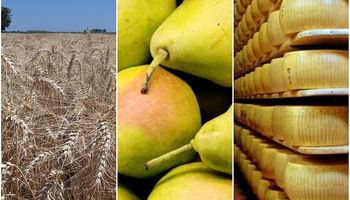 Del trigo a los quesos: los productos del campo en riesgo por la decisión del Gobierno sobre el Mercosur