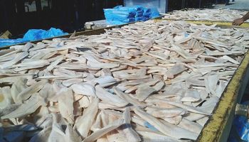 Se frenaron en Mar del Plata miles de kilos de pescado que iban a Ucrania