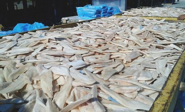 Se frenaron en Mar del Plata miles de kilos de pescado que iban a Ucrania