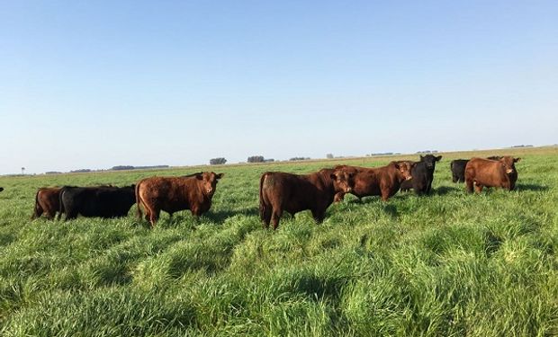 Fernando Storni: quién es el nuevo presidente de la Mesa Argentina de Carne Sustentable