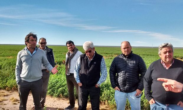 La Pampa: se conformó la Cámara Argentina de la Alfalfa.