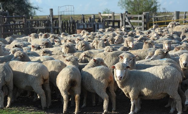 Propuesta de la Mesa Ovina: alcanzar los 18 millones de cabezas y aumentar un 50 % el empleo de la cadena