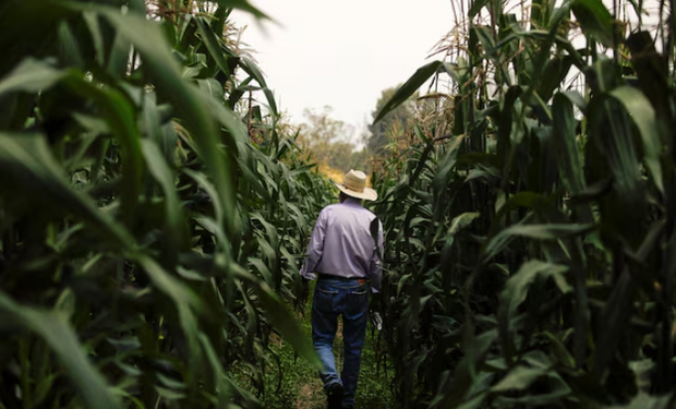 México tuvo un duro revés en su lucha contra el maíz GMO, pero la presidenta redobló la apuesta: "No se puede sembrar maíz transgénico"