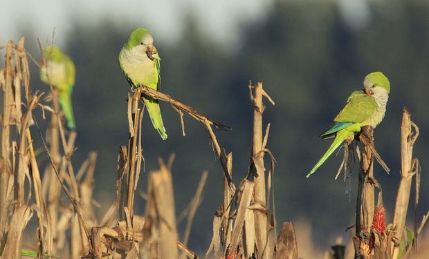 La amenaza de la cotorra en los cultivos: para el 77 % de los productores es una problemática importante