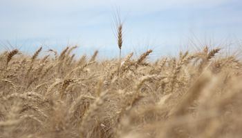 Nuevo control: los productores deberán informar el trigo disponible cada año 
