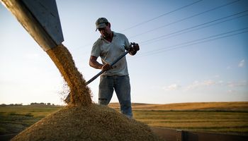 Trigo, maíz y soja se fortalecen tras la creciente incertidumbre por el abastecimiento de cara al 2023: los precios de Rosario