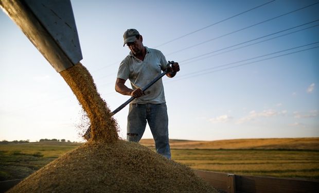 Trigo, maíz y soja se fortalecen tras la creciente incertidumbre por el abastecimiento de cara al 2023: los precios de Rosario