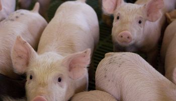 Argentina declara la alerta sanitaria por el avance de la Peste Porcina Africana