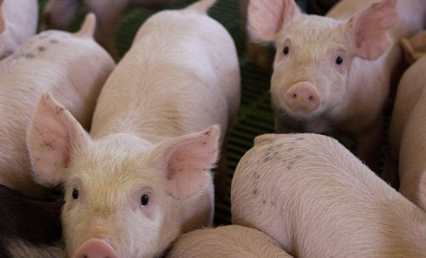 Argentina declara la alerta sanitaria por el avance de la Peste Porcina Africana