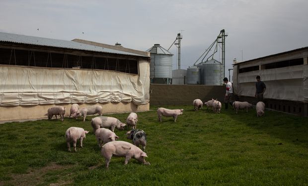 Buenos Aires cambia el documento que habilita el traslado de porcinos