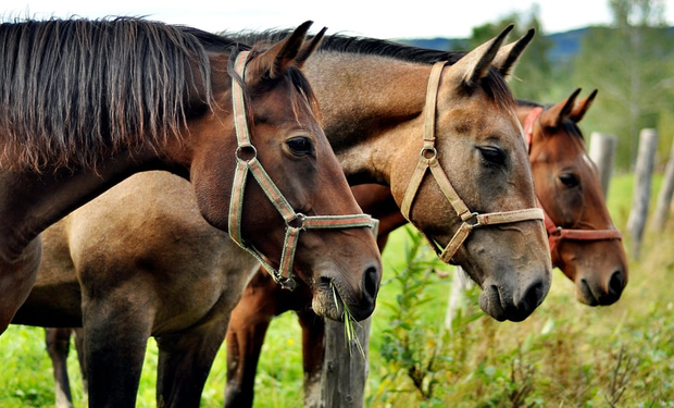 Encefalomielitis equina: Neuquén tiene su primer caso y hay un total de 1323 brotes