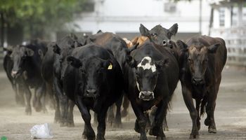 Técnicos chinos visitarán Argentina antes de fin de año para acordar la venta de bovinos en pie
