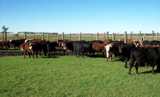 Miasis: cuál es el impacto en la ganadería