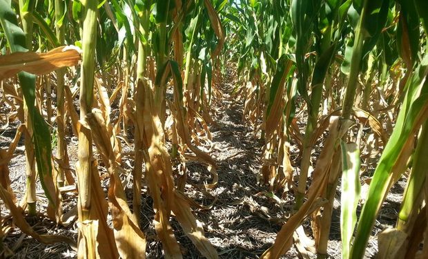 El déficit hídrico avanza en la región centro y los maíces sufren un gran impacto