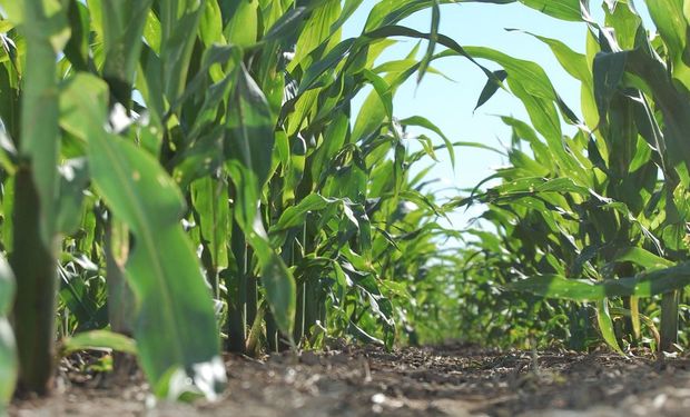 Trips y cogollero: las principales plagas a monitorear en soja y maíz