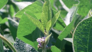 Micronutrientes, la clave para superar rendimientos en soja