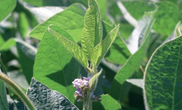 La fertilización foliar es una de las herramientas más utilizadas para la aplicación de micronutrientes