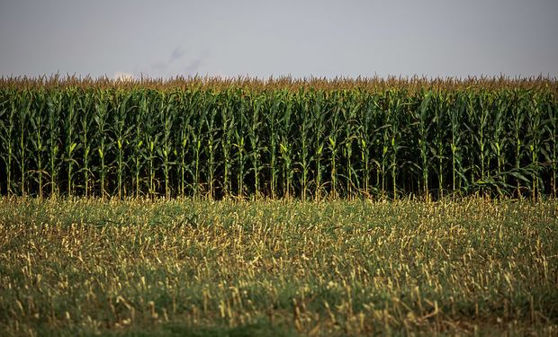 Trazabilidad, nutrición y huella de carbono: Rizobacter y ucrop.it, aliados para una producción sustentable