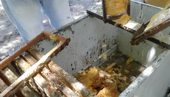 La comunidad Mocoví de Recreo realizó la primera cosecha de miel