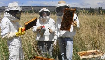 Comenzaron a recuperarse los precios internacionales de la miel