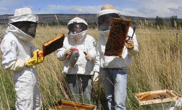 En enero pasado se declararon exportaciones argentinas de miel a granel por 5086 toneladas a un valor promedio ponderado de 2,03 u$s/kg.