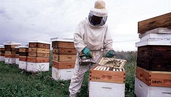 Siguen recuperándose los precios de la miel