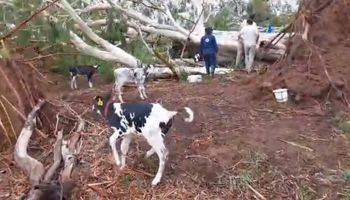 Destrozos del temporal en el campo: los terneros que se salvaron de "milagro" y las impresionantes imágenes de la tormenta