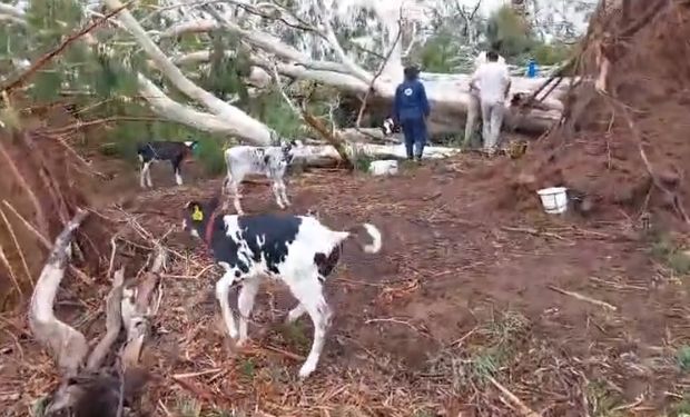 Destrozos del temporal en el campo: los terneros que se salvaron de "milagro" y las impresionantes imágenes de la tormenta